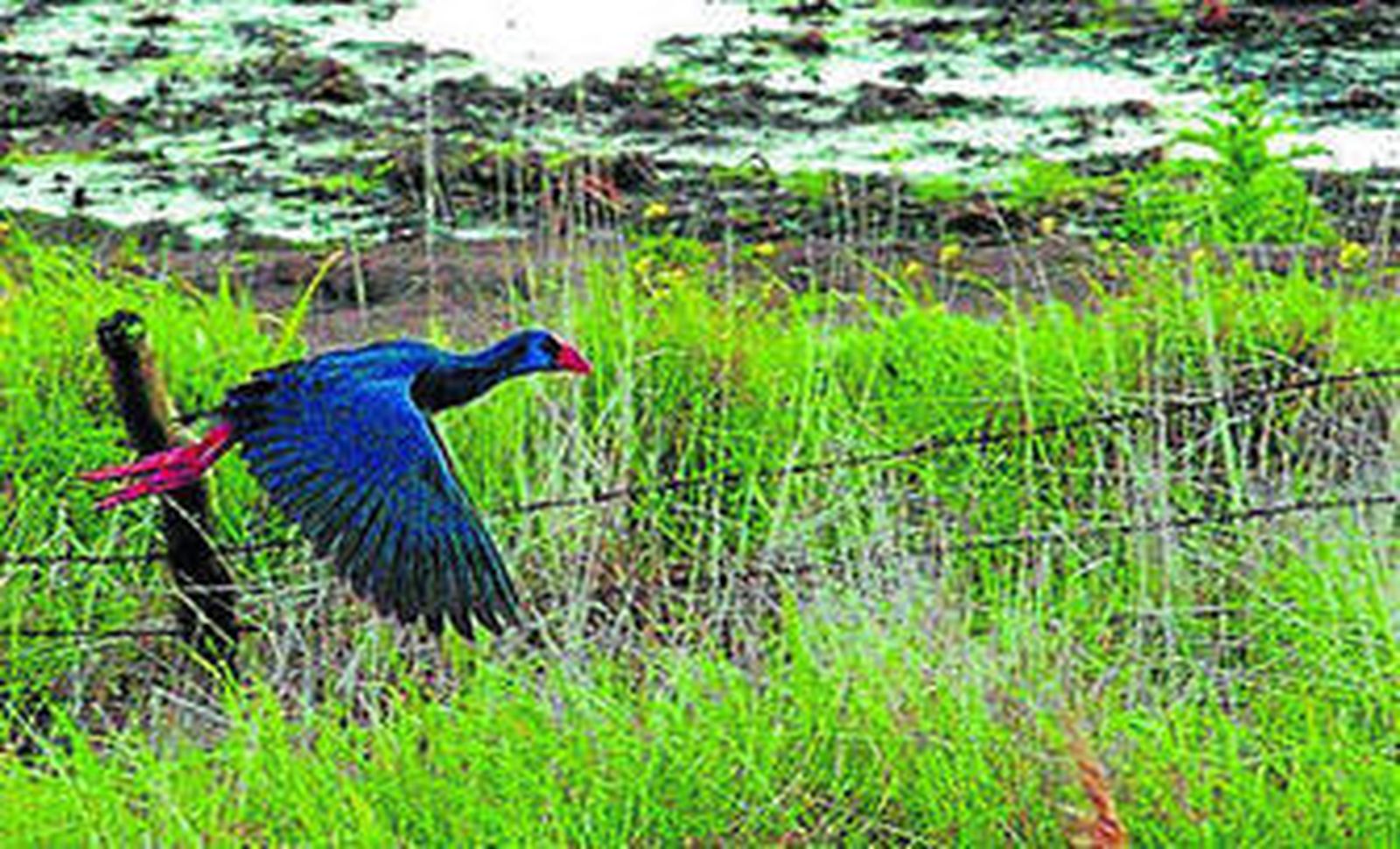 Un calamón levanta el vuelo en un rincón de la laguna de La Janda.