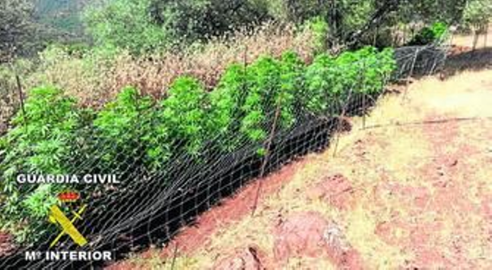Plantación incautada en una finca de Cortegana por la Guardia Civil.