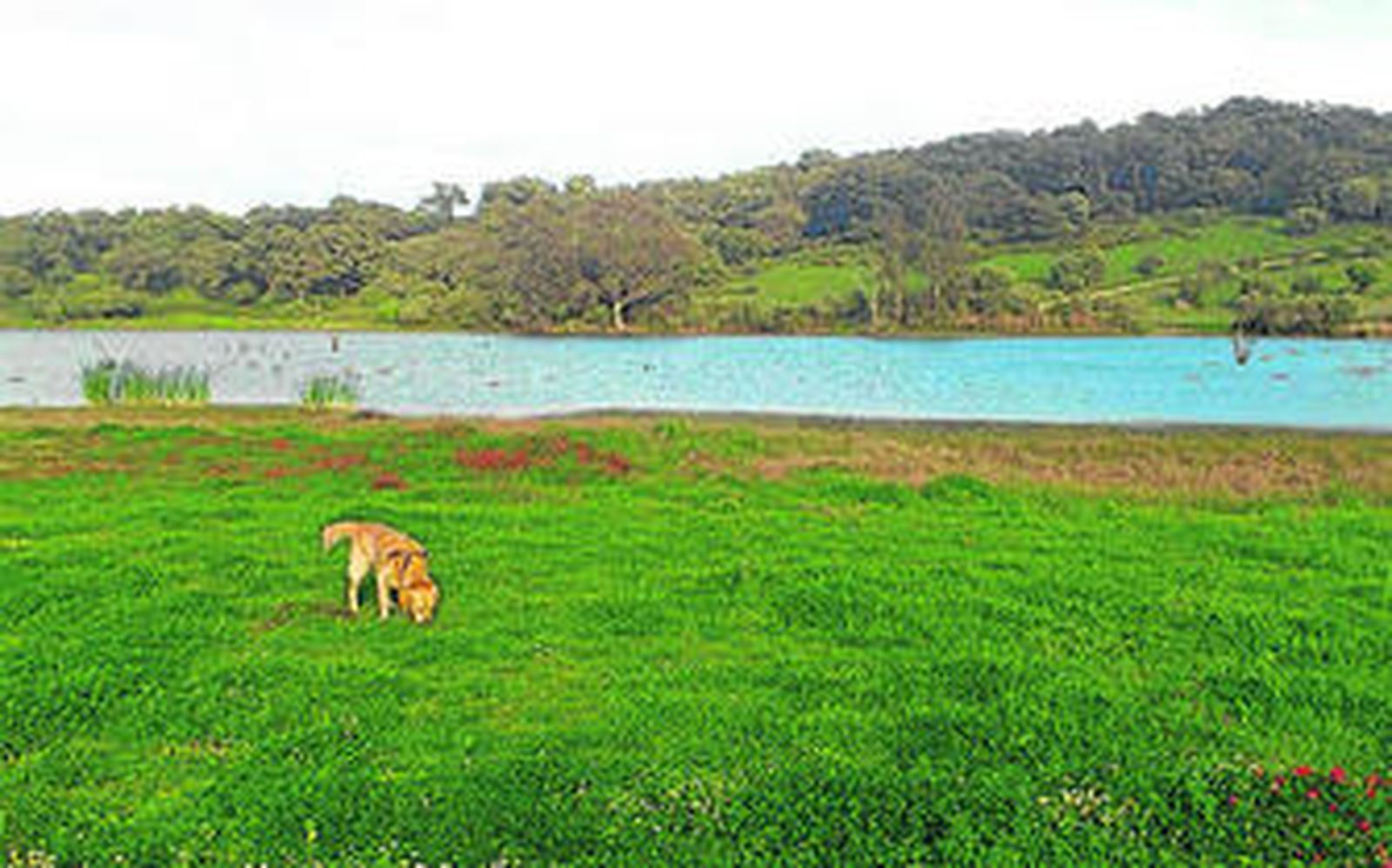 Un perro, junto al embalse del Prior en Los Barrios.