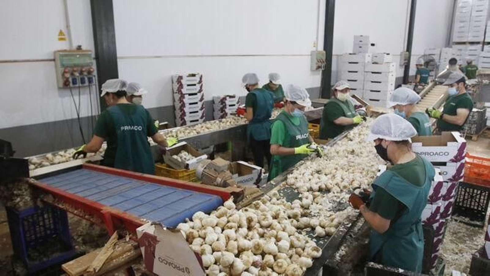 Actividad en una planta ajera.