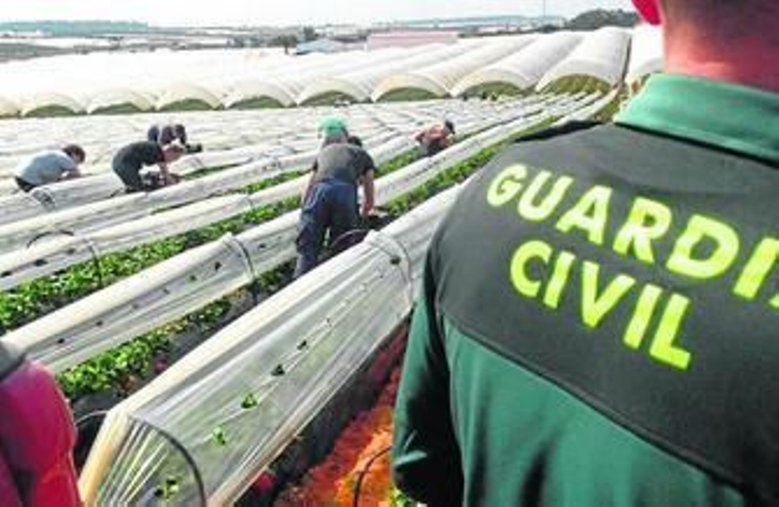 Un guardia civil realiza labores de vigilancia en un campo de fresas.