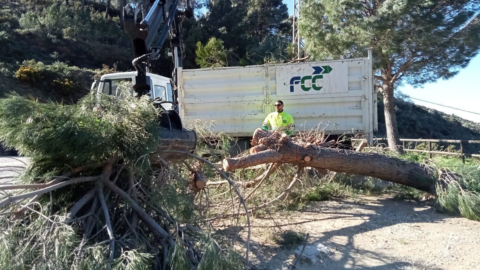 La caída de una palmera en Mijas.