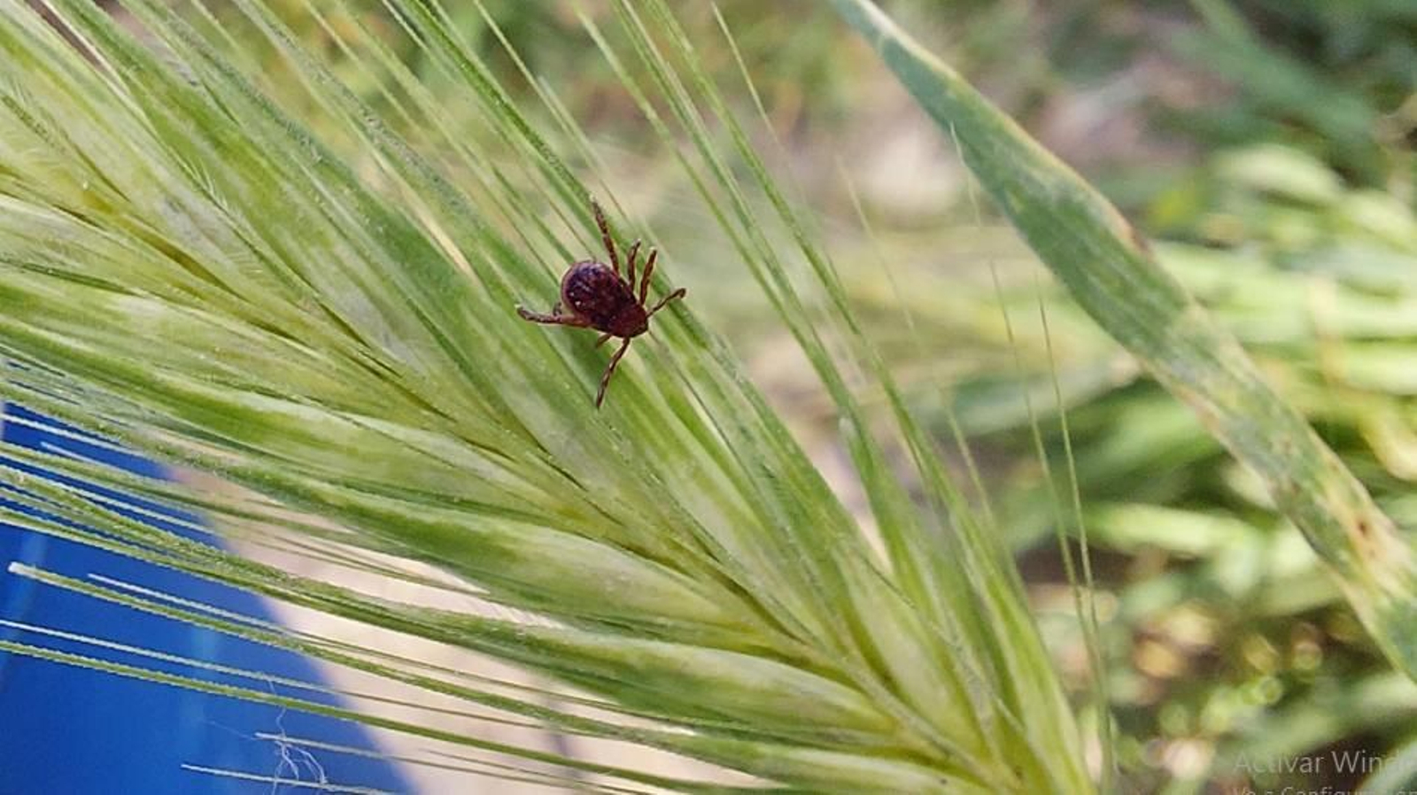 Descubierta una nueva especie de garrapata en Aragón Descubierta una nueva especie de garrapata en Aragón