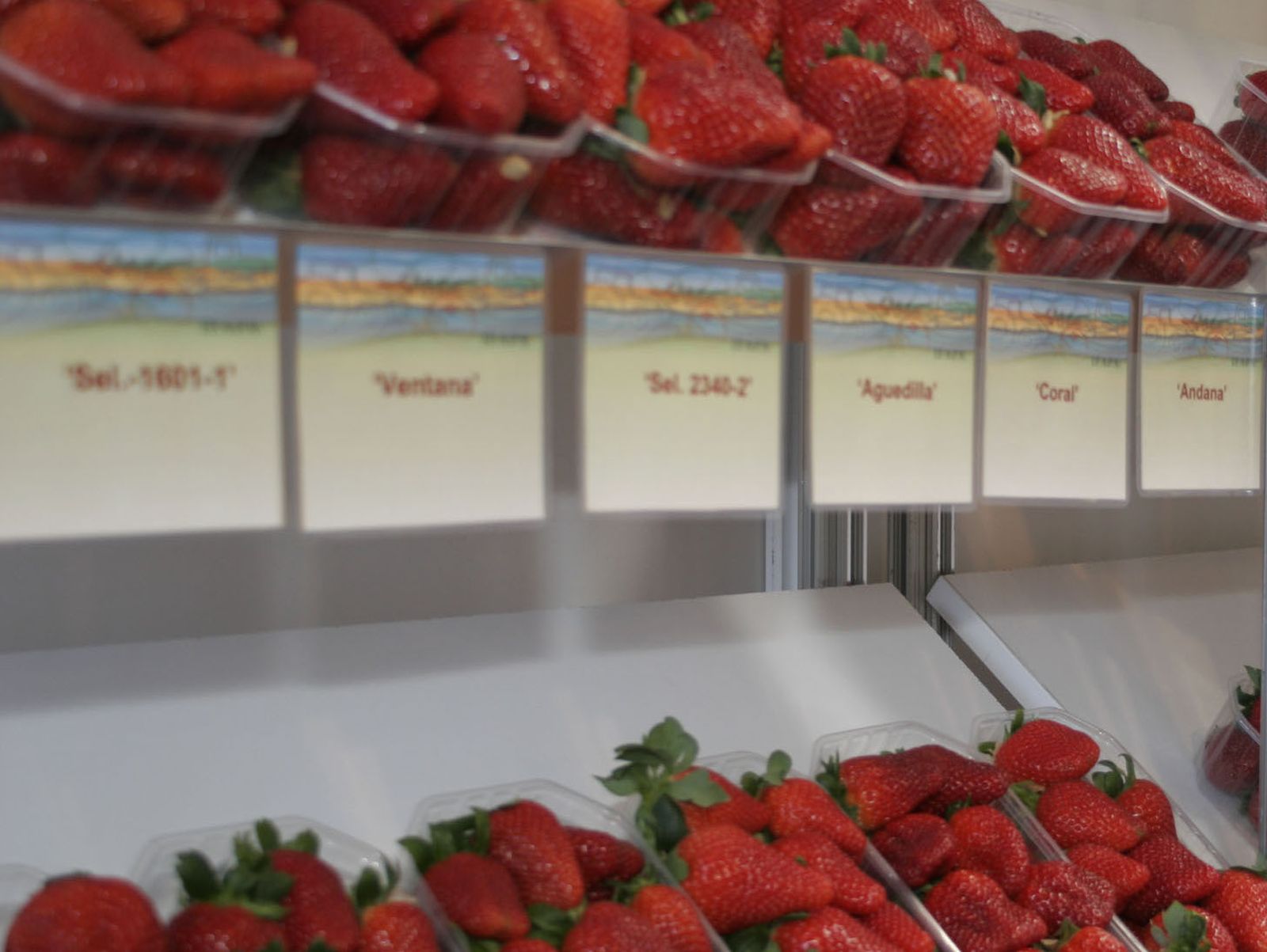 Expocitfresa acogerá a 60 empresas procedentes de España, el resto de Europa y Estados Unidos