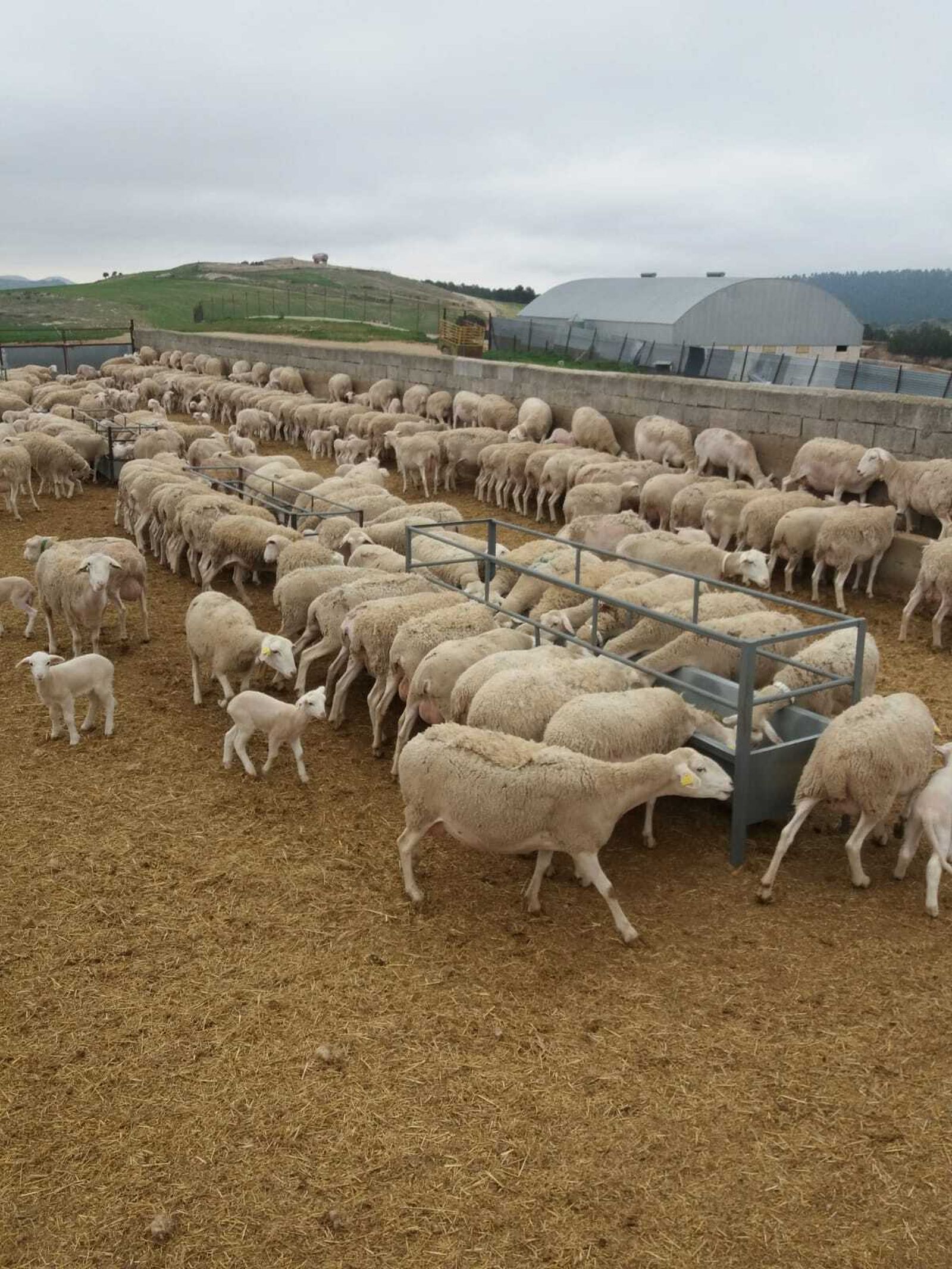 Explotación ganadera.