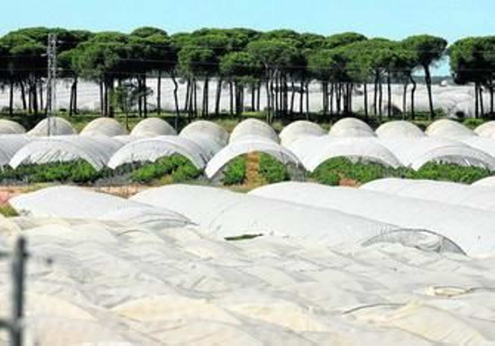 Explotaciones agrícolas de Lucena del Puerto.