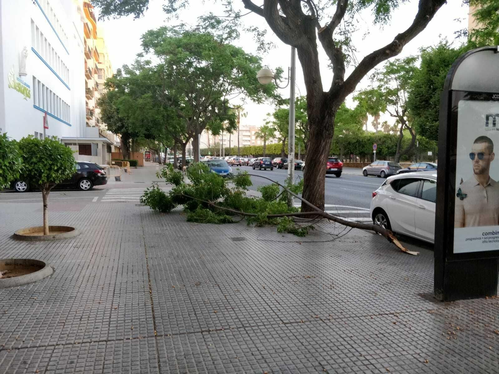 Una rama caída por el viento en la avenida principal.