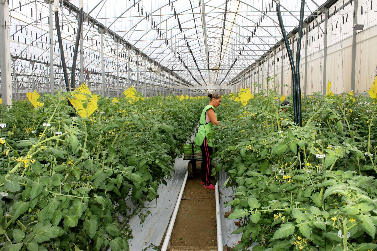 Productores europeos lanzan la campaña CuteSolar Productores europeos lanzan la campaña CuteSolar