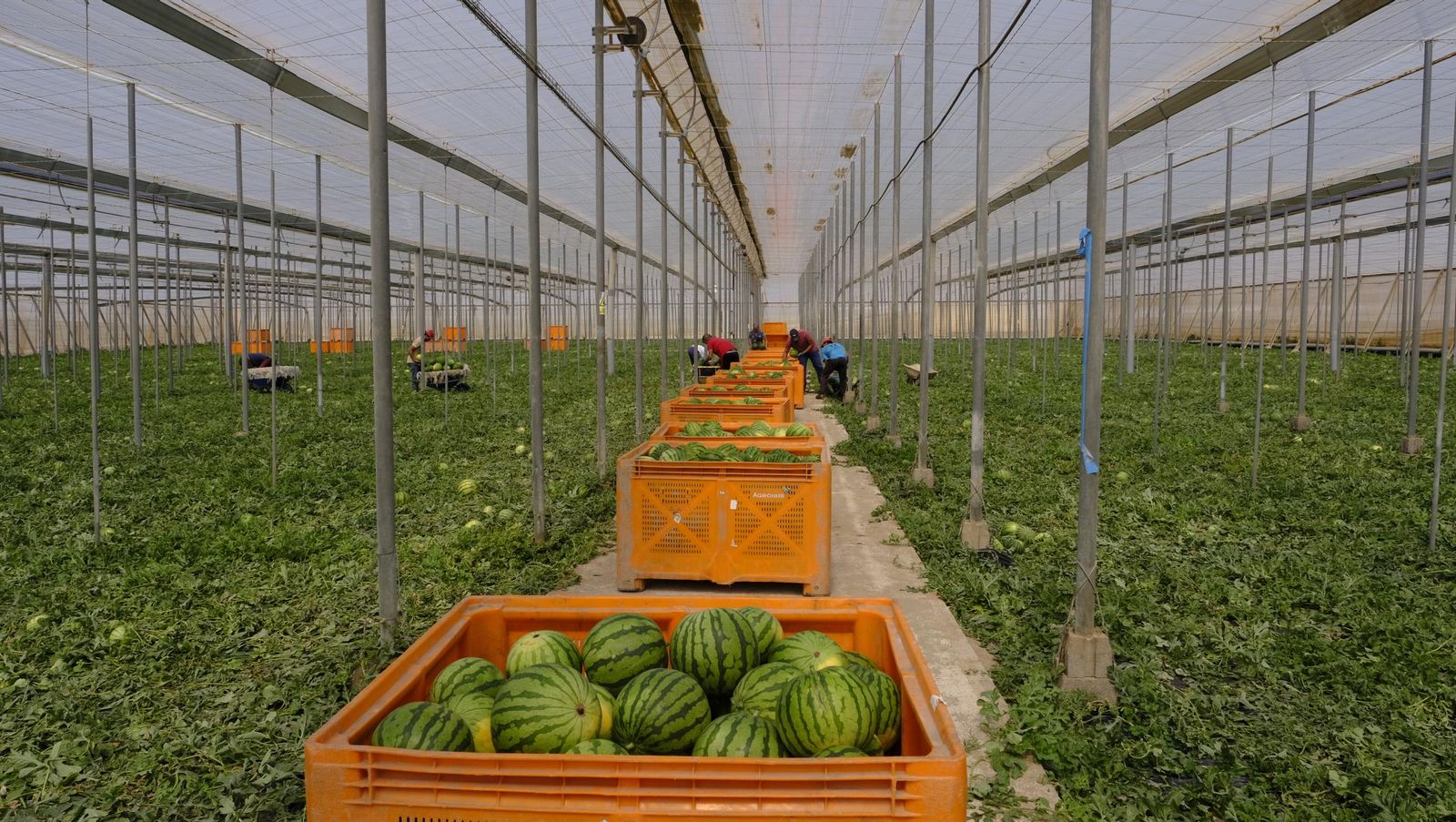 Imágenes de las primeras sandías que salen de Almería esta campaña