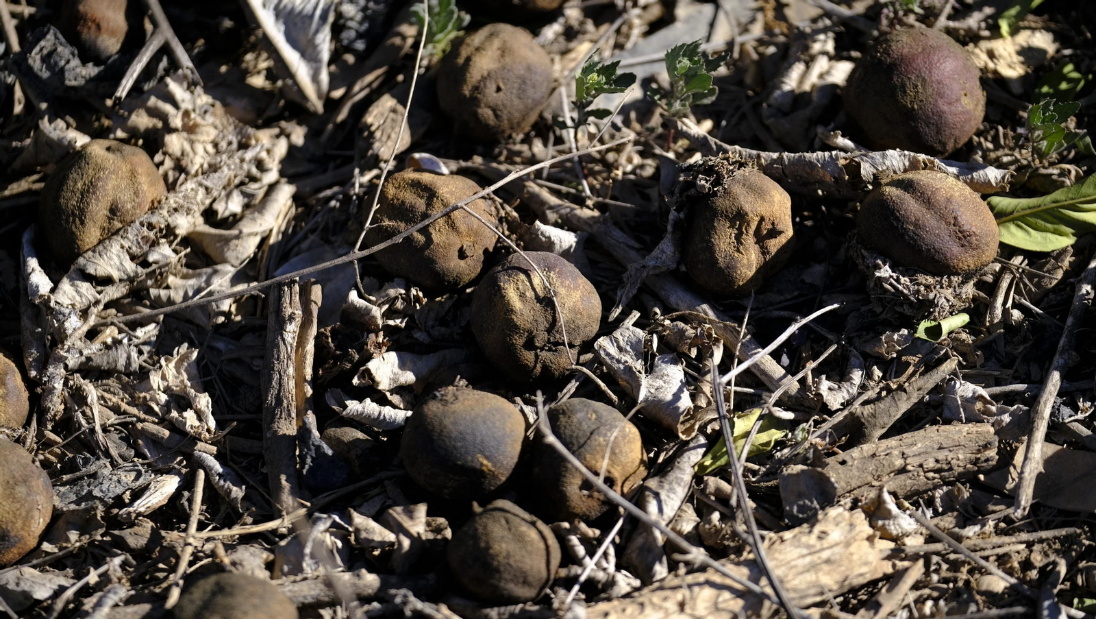 El abandono de cítricos en Huércal Overa, en imágenes