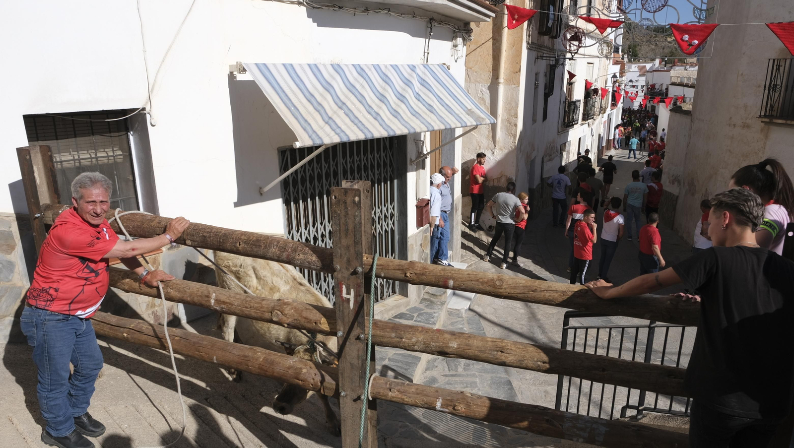 Imágenes de los toros ensogaos y San Marcos, en las Fiestas de Ohanes