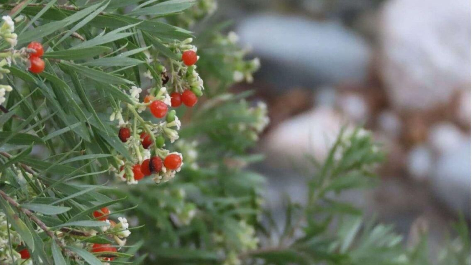 Es tiempo de frutos silvestres, algunos de ellos exquisitos, pero otros altamente tóxicos