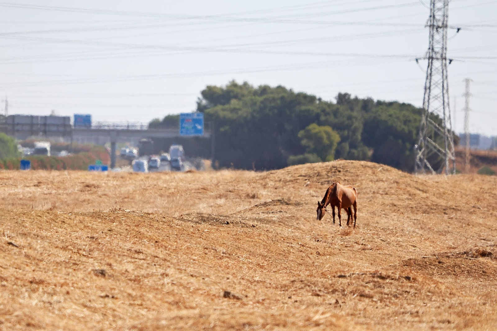 Un mulo en una imagen de archivo.