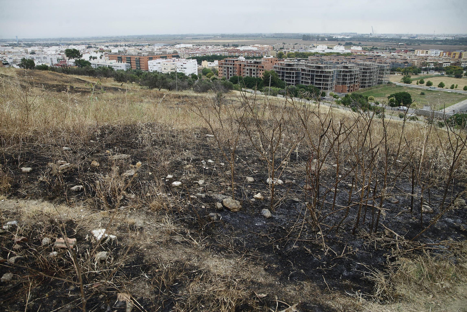 Las llamas destruyen ciento de árboles sembrados en el Carambolo