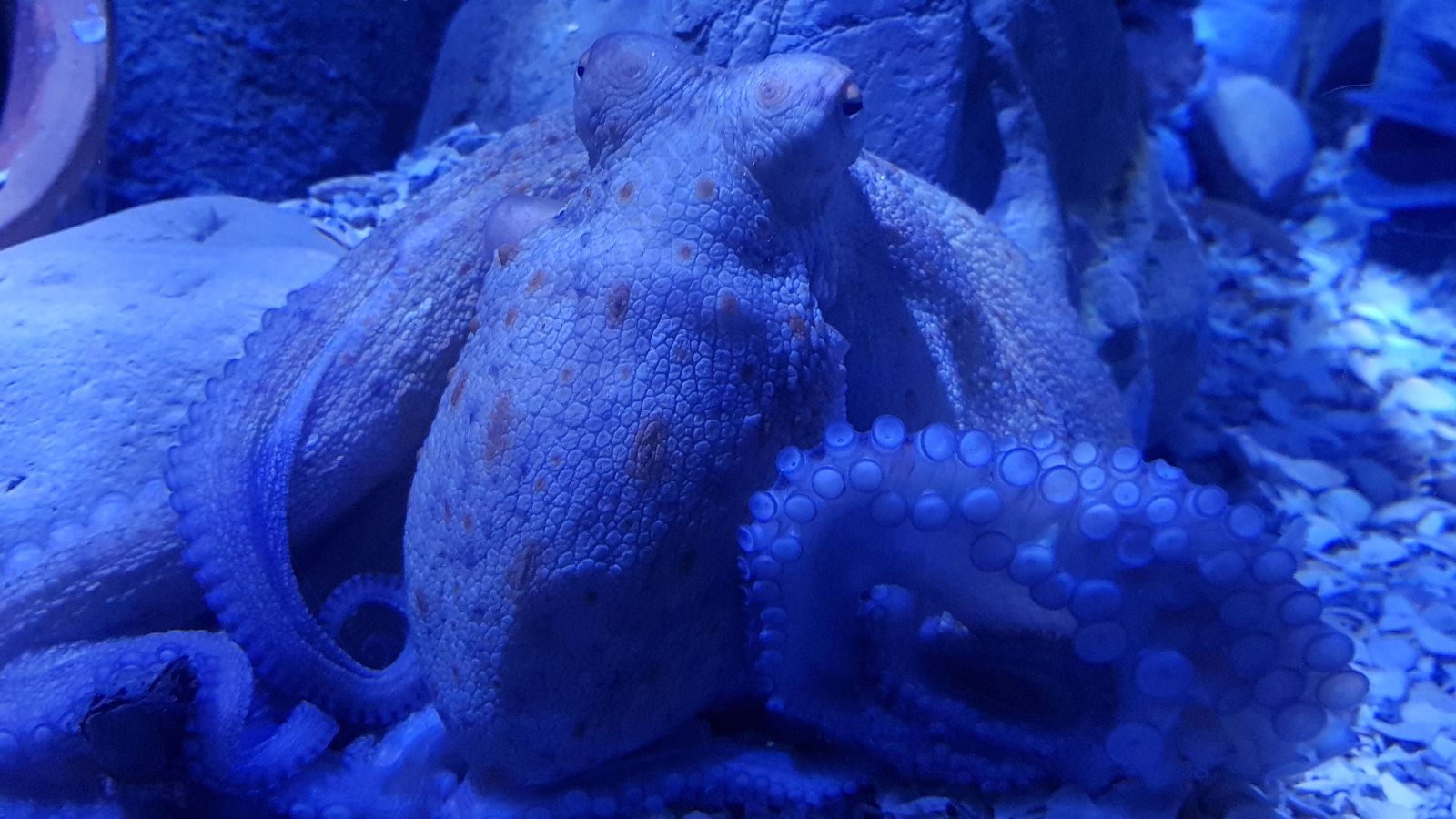 Recientemente, se han introducido pulpos.