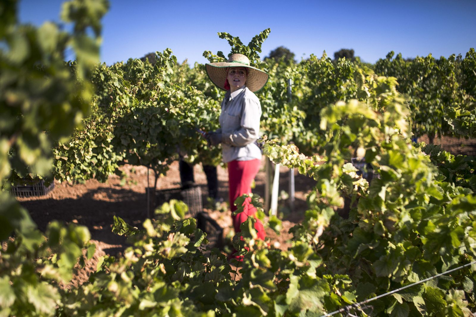 Una vendimiadora trabaja en unas viñas de Montilla-Moriles.