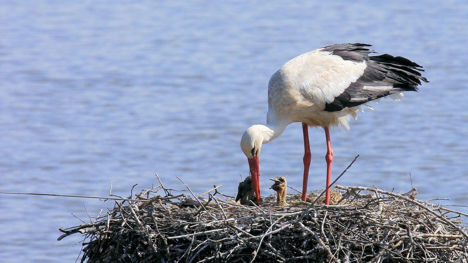 Una cigüeña alimentando a sus pollos.