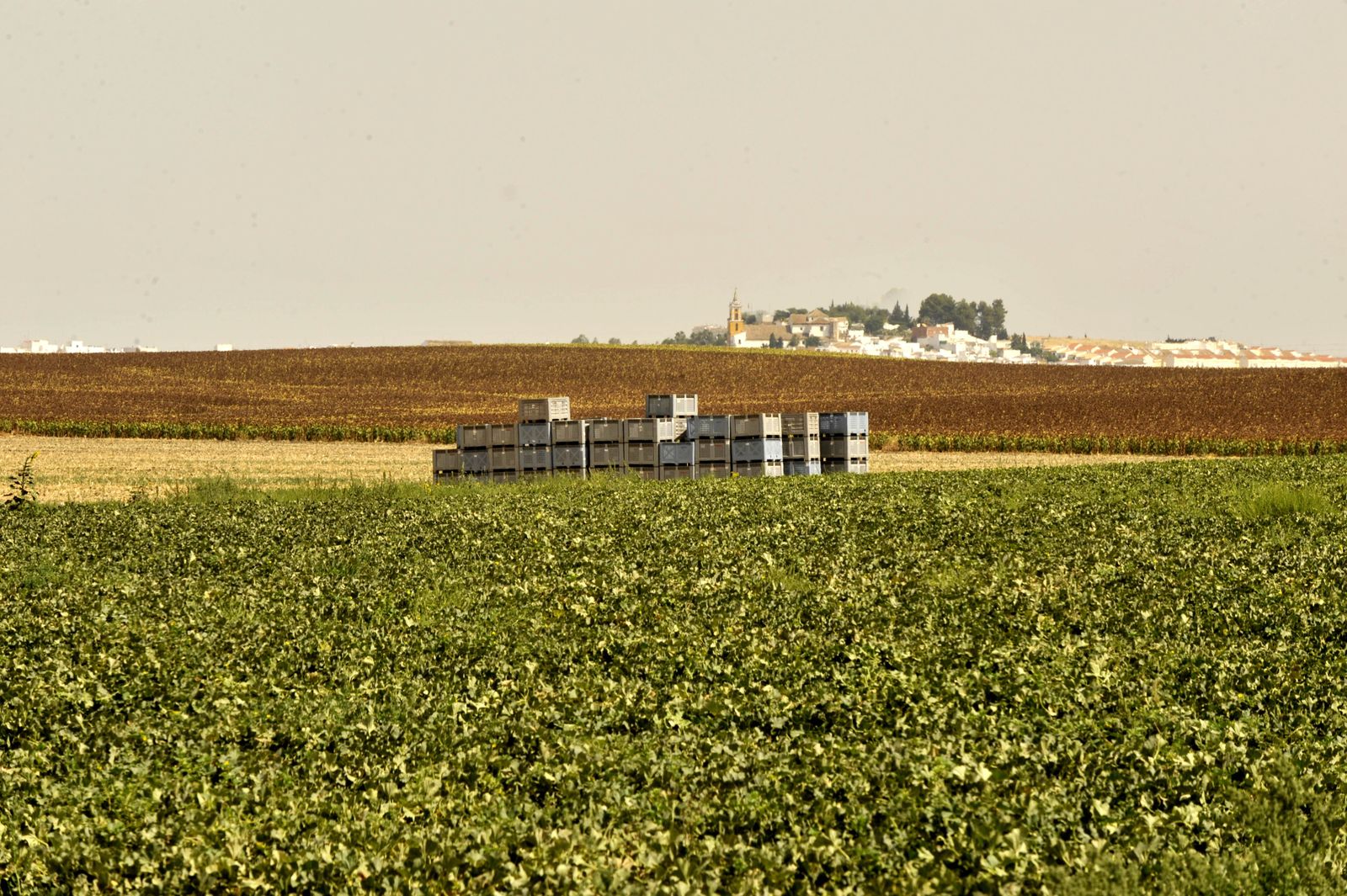 Las parcelas de melón reducirán su producción este año para adaptarse al suministro.
