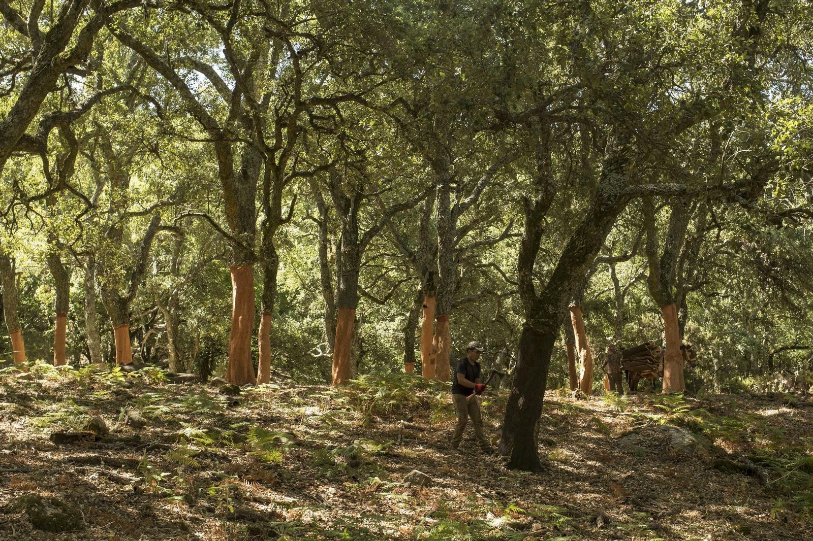 Fotos de la recogida del corcho en Ronda