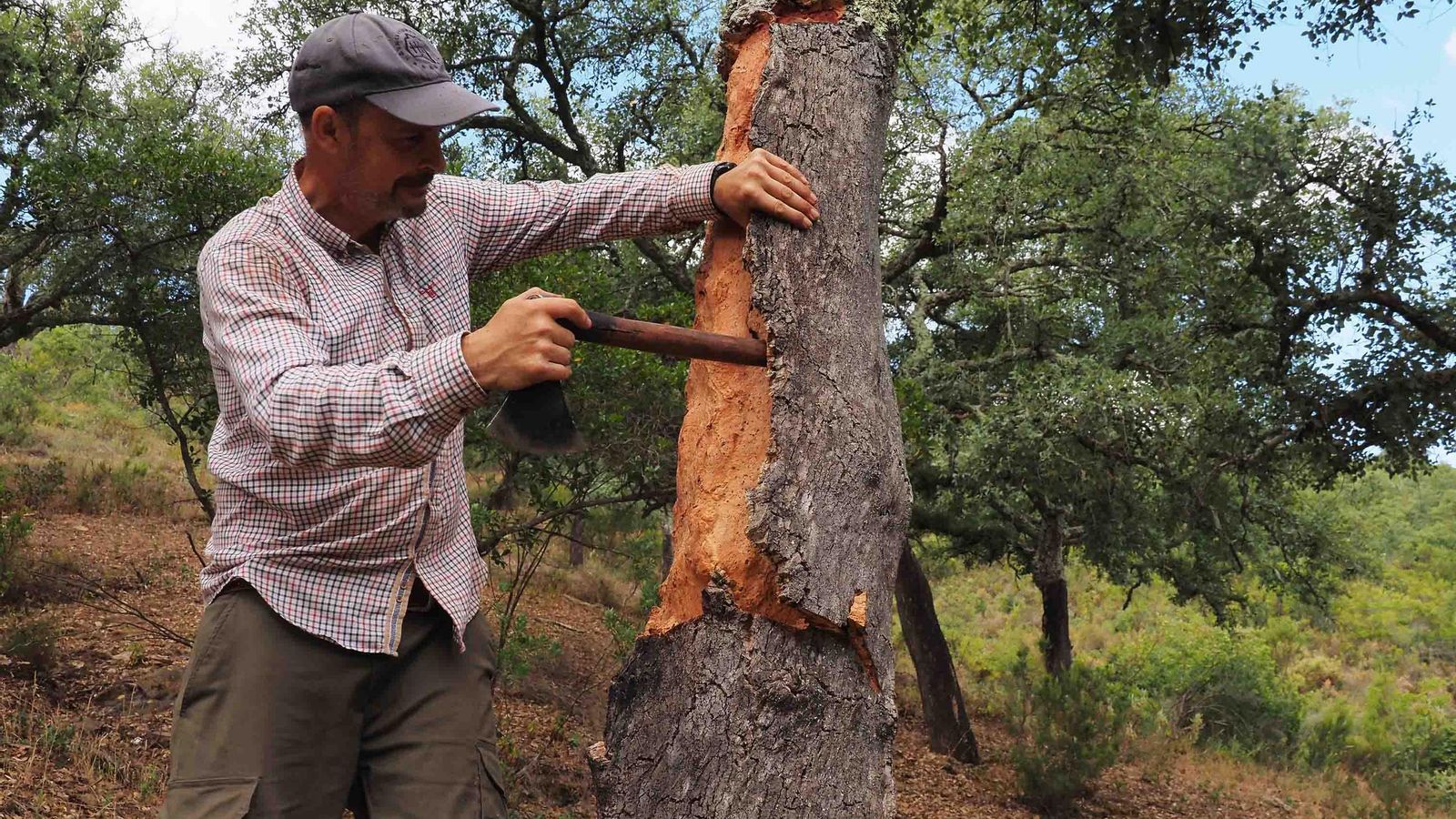Un descorchador en una dehesa onubense Un descorchador en una dehesa onubense