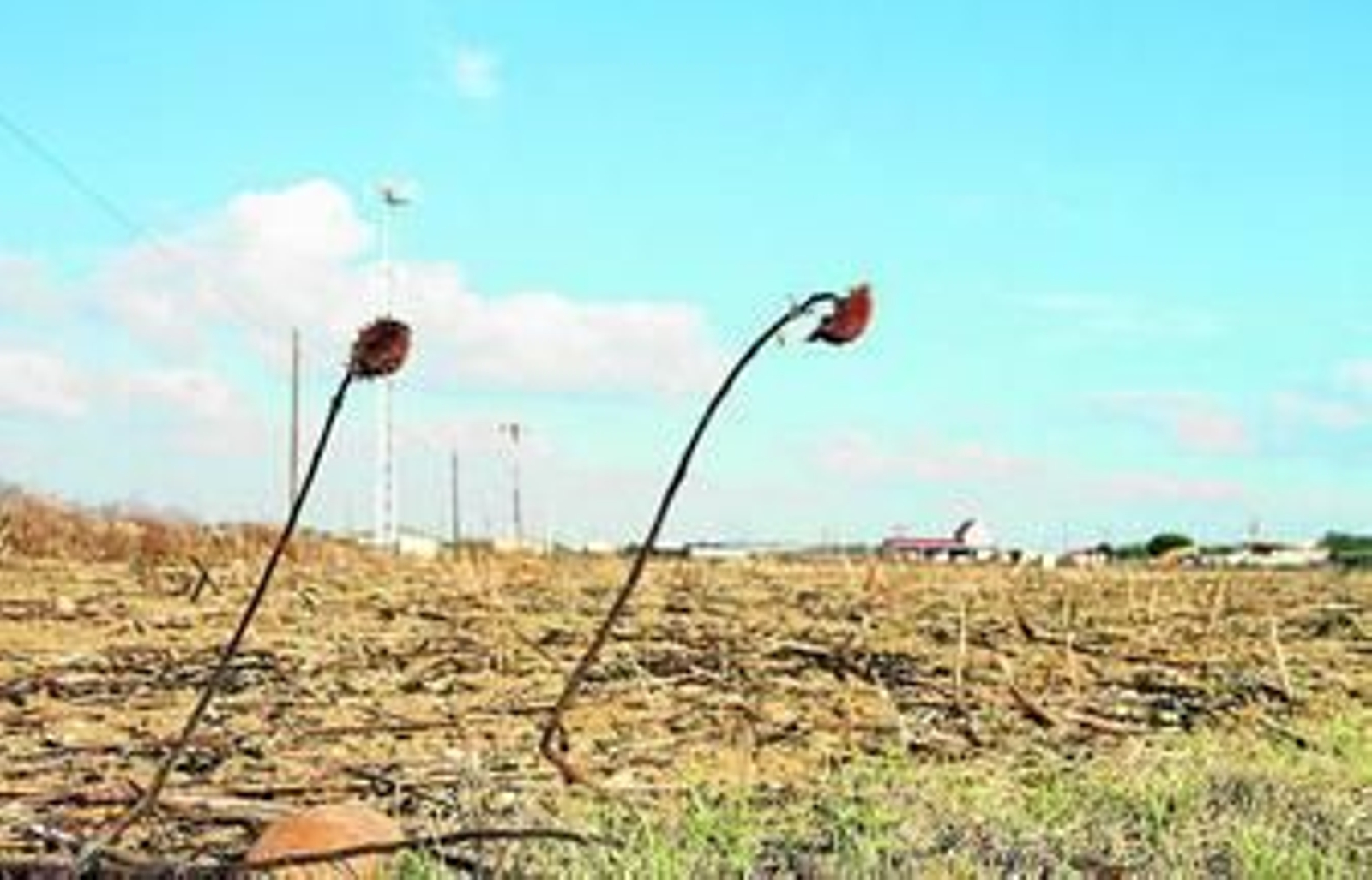 Terrenos de secano en La Ribera.