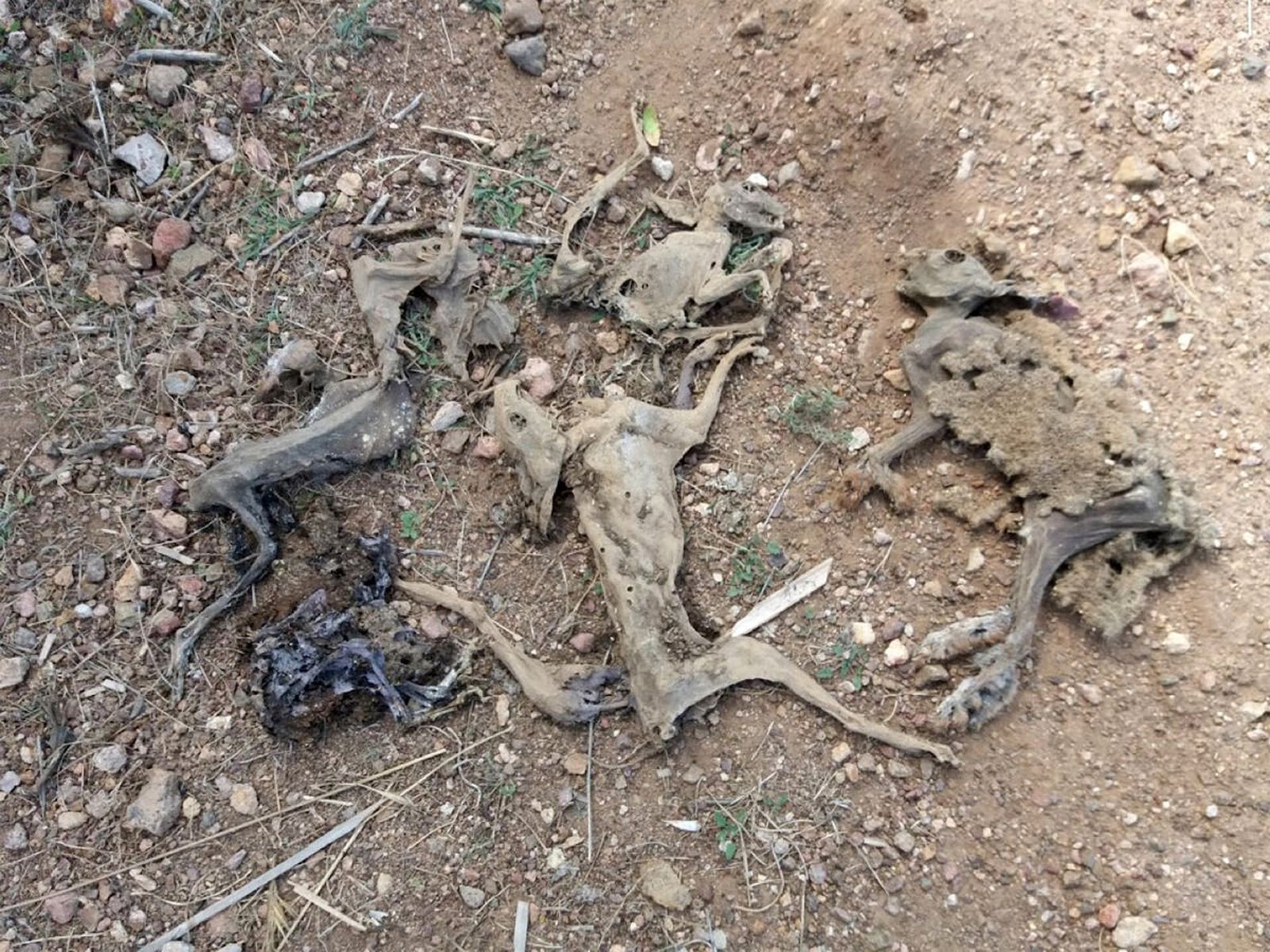 Imagen de esqueleto de animal muerto de medianas dimensiones.