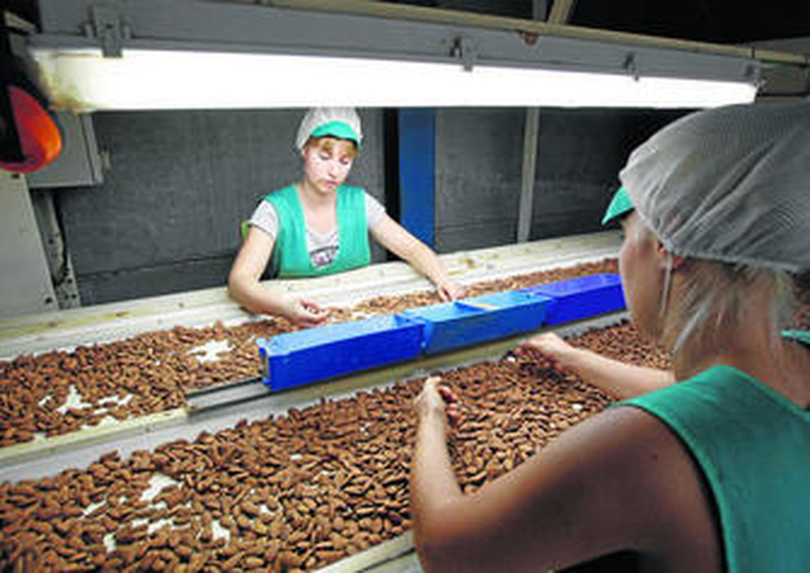 En SAT Almendras de Almería la tecnología se está haciendo hueco y cada vez es menos complejo y más eficaz el proceso de producción.