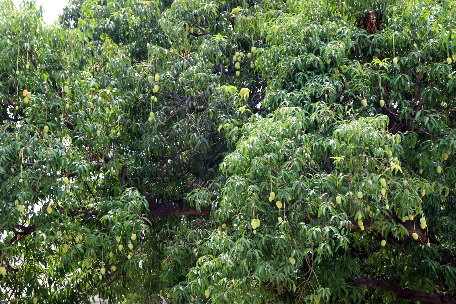 Una cosecha de mangos