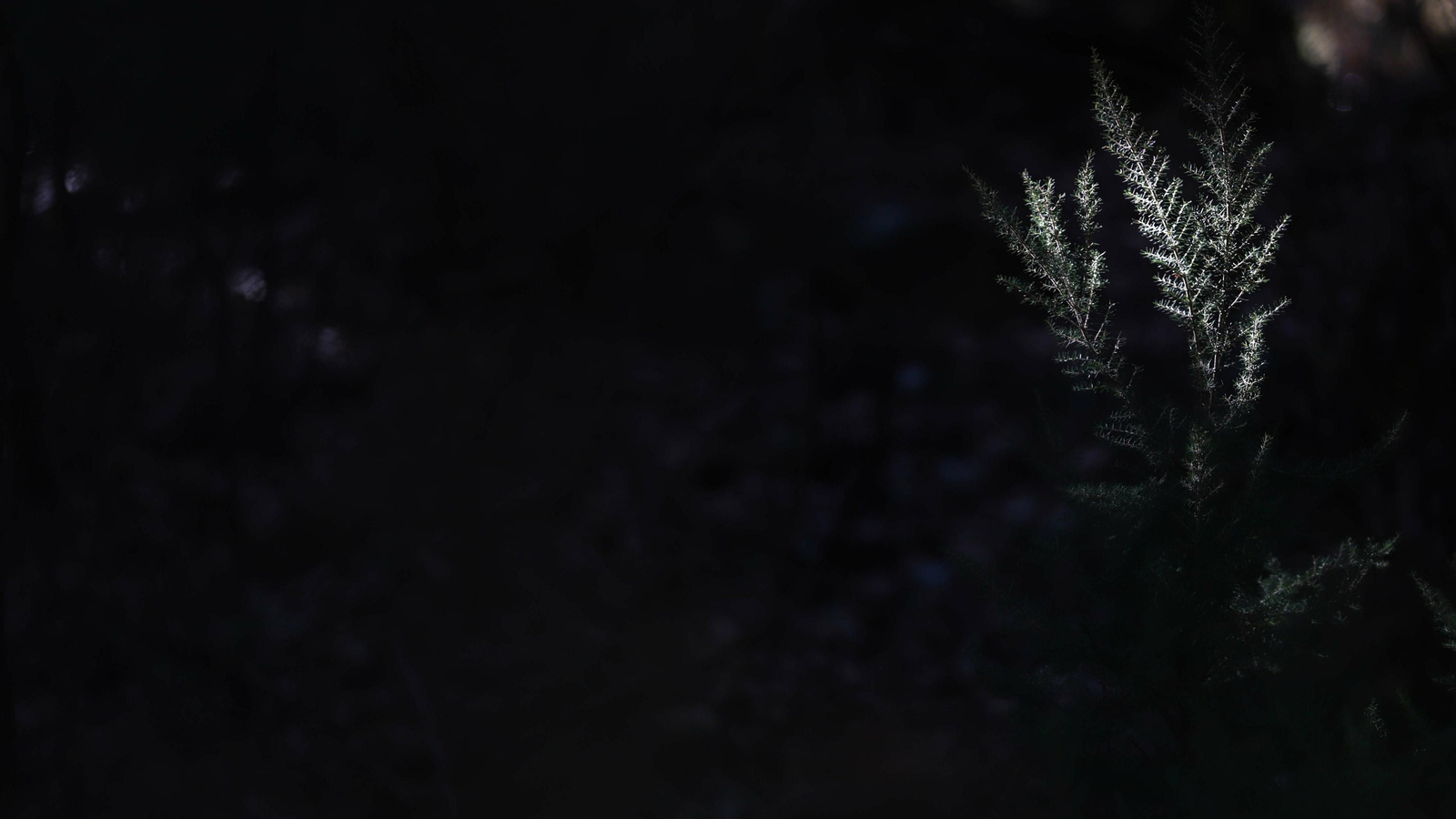 Las mejores fotos del Tajo de las Escobas