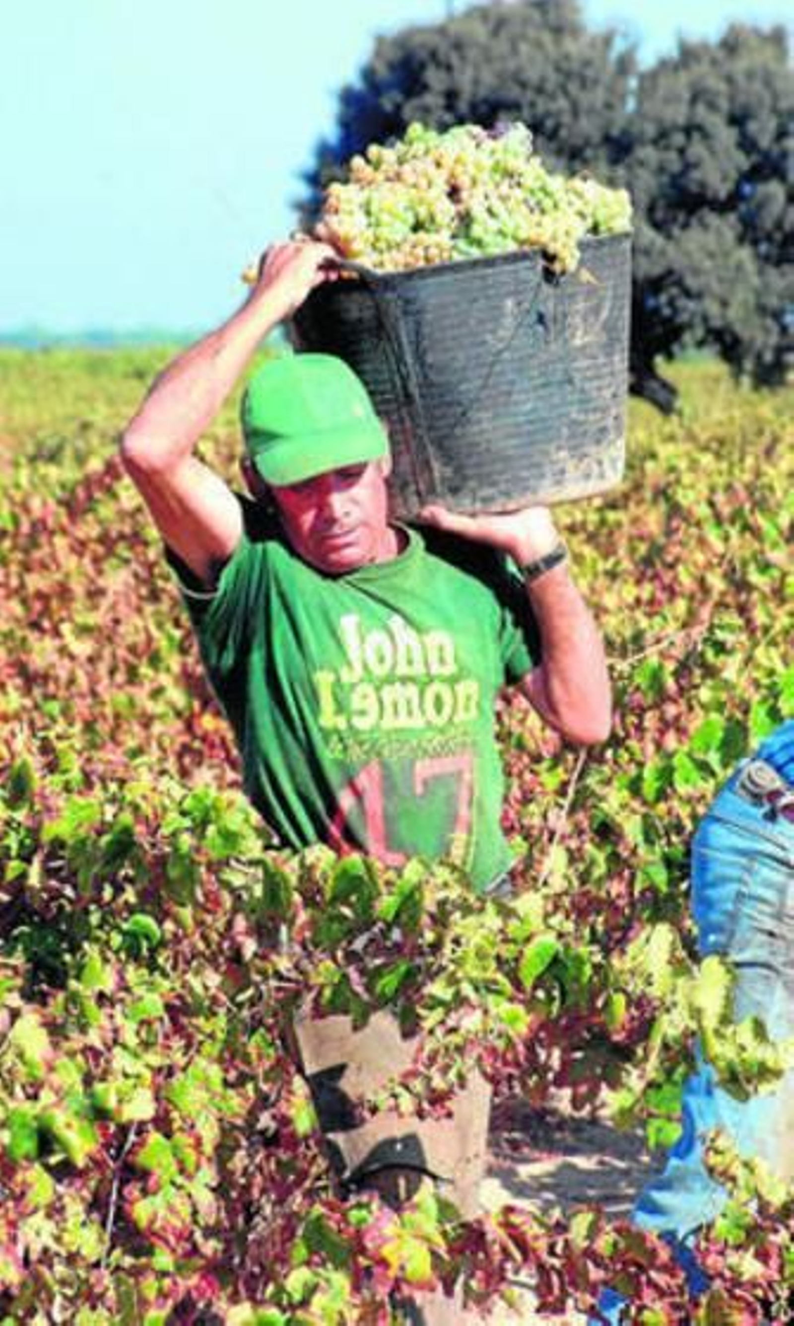 Vendimia en el Condado.