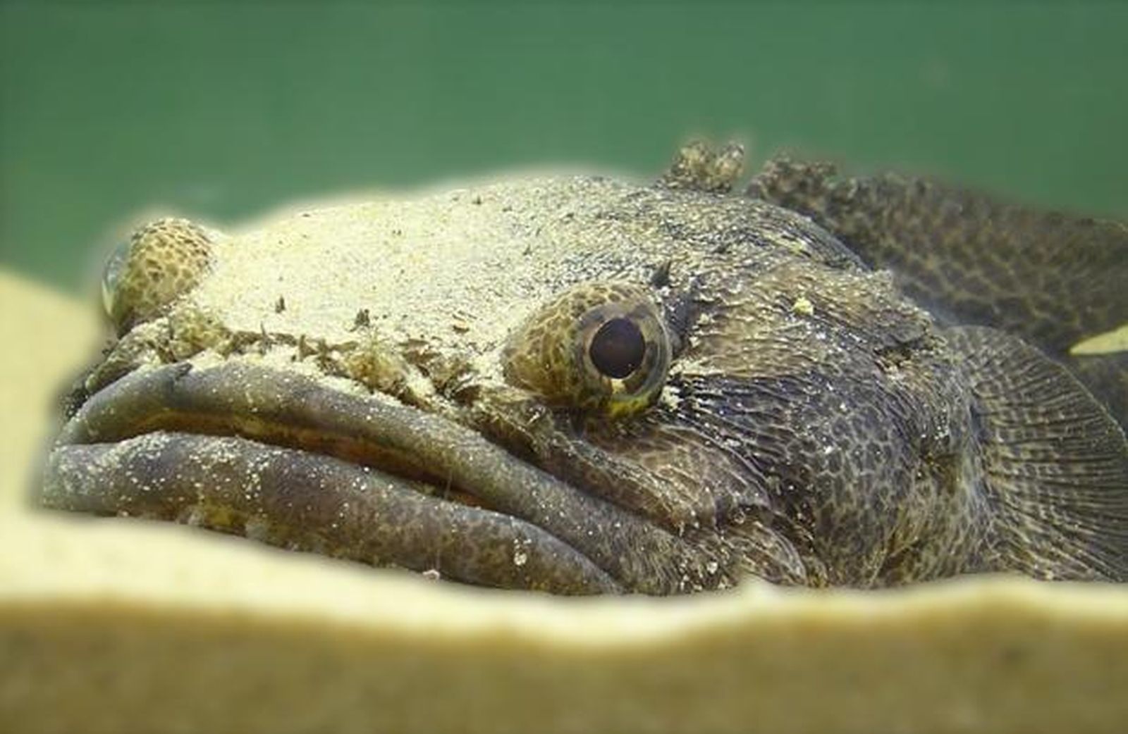 El veneno de pez, el nuevo antídoto para el asma