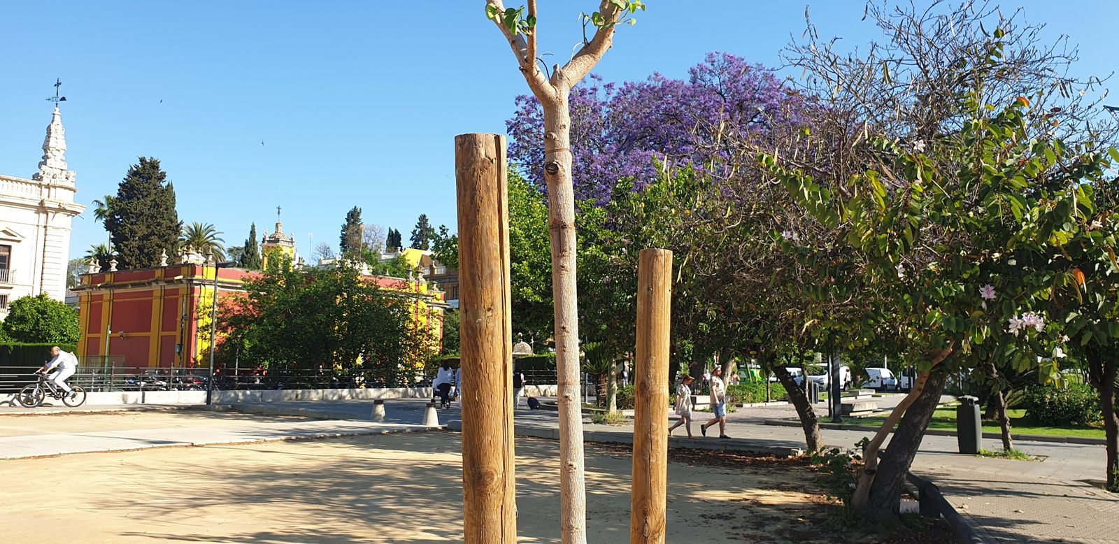 Árbol de la orquídea plantado en la explanada del Rectorado, en la Avenida del Cid.