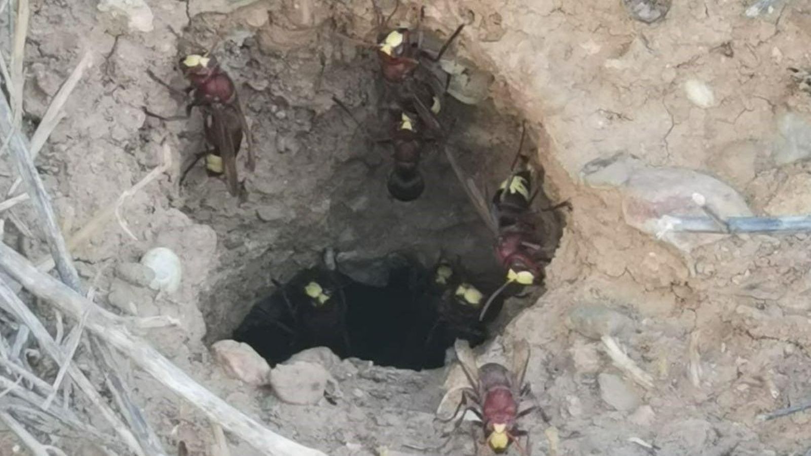 Imagen de avispones orientales encontrados en la provincia de Málaga. Imagen de avispones orientales encontrados en la provincia de Málaga.