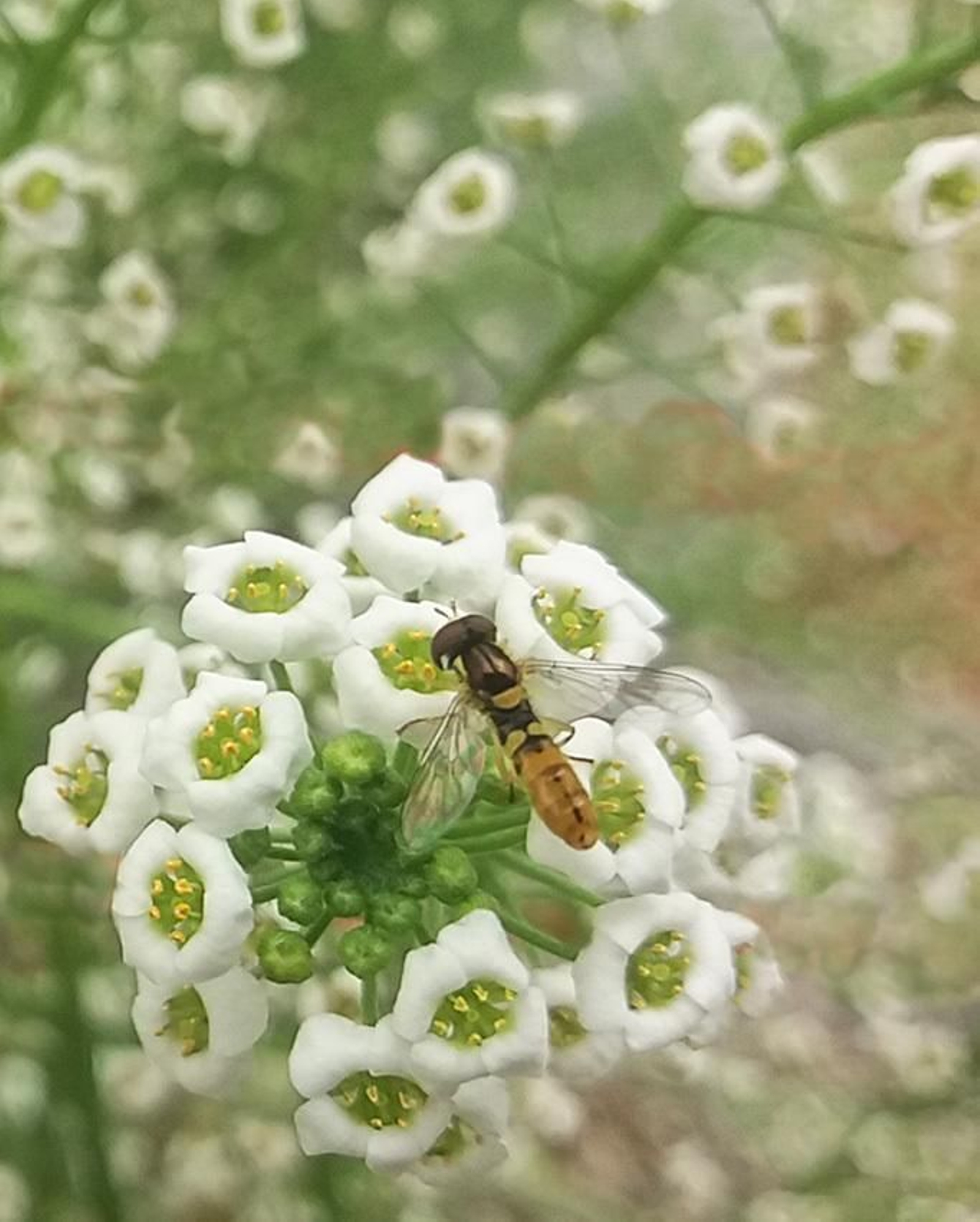 Adulto de sirfido sobre PLANTAcontrol Lobularia.