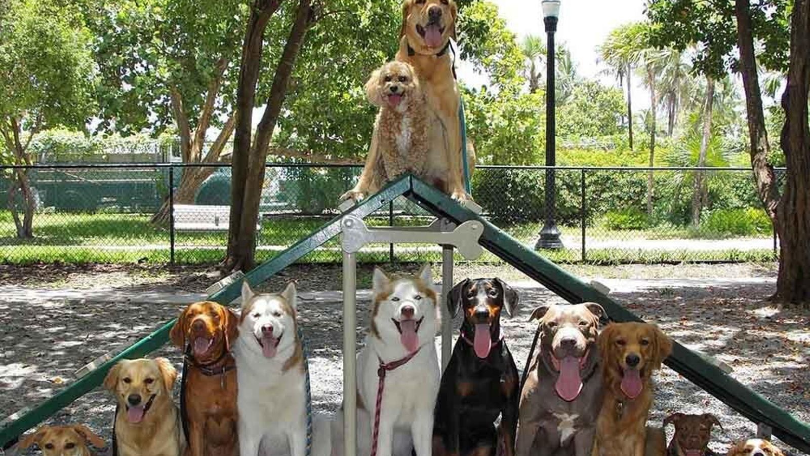 perros en el parque perros en el parque