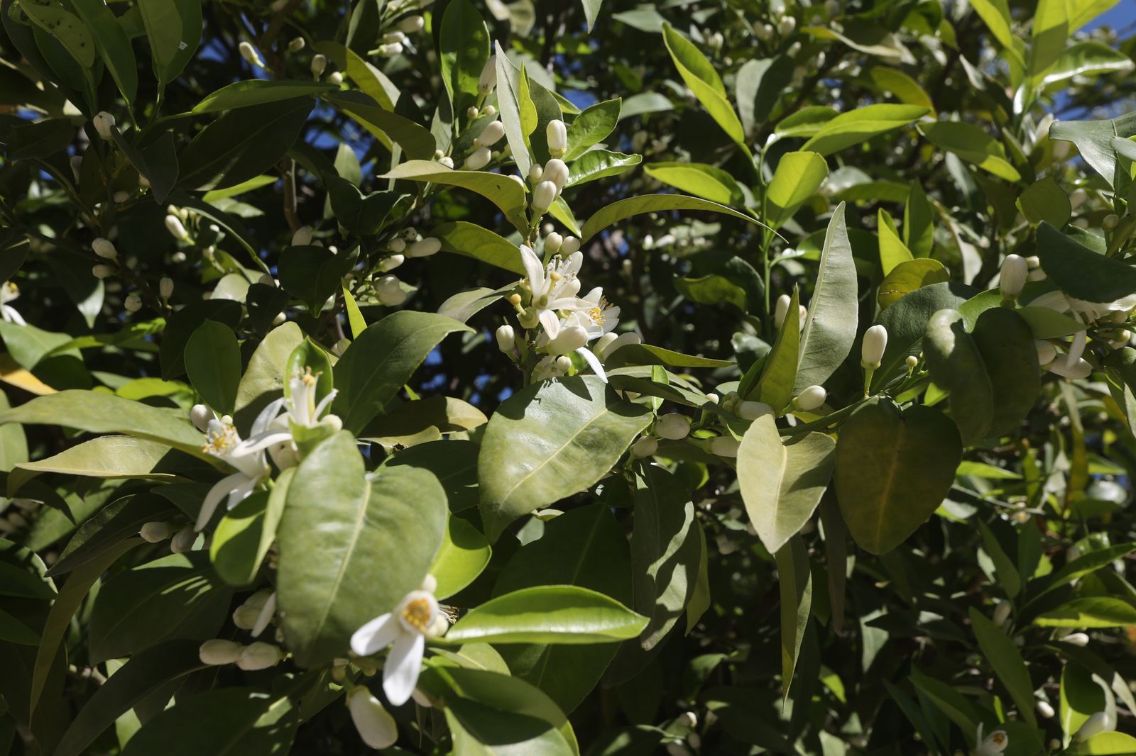 Comienzo de la primavera en Sevilla