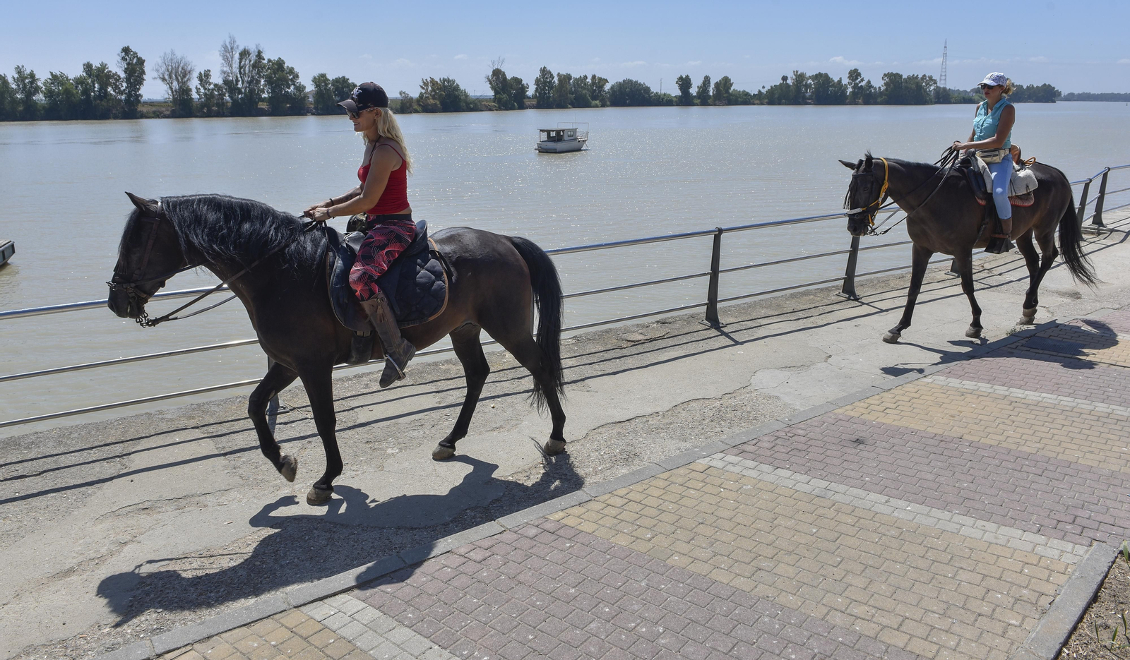 Virus del Nilo: la resistencia en los vecinos de Coria y Puebla del Río