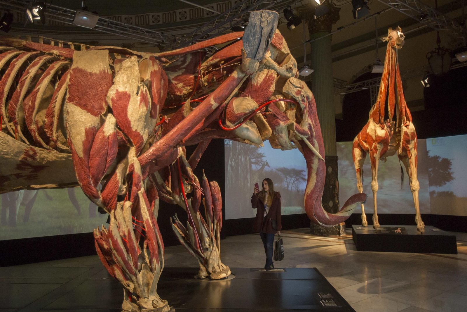 La exposición 'Animal Inside Out', en Sevilla