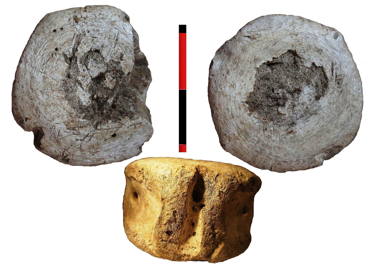 Vértebra usada como mesa de corte hallada en Baelo Claudia, Tarifa.