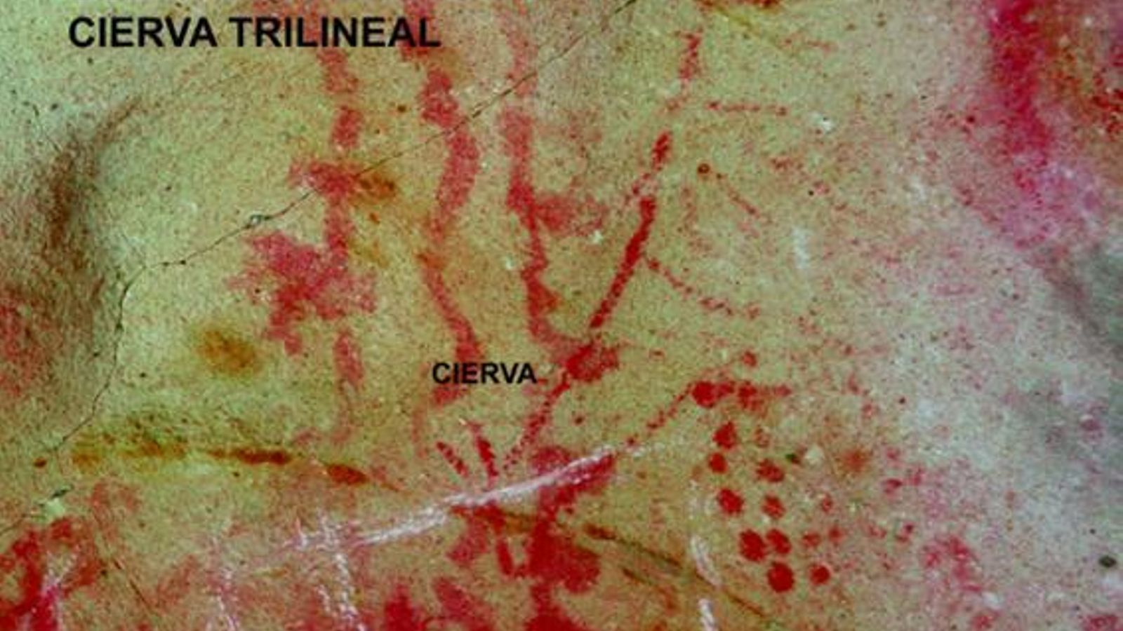 Lámina 2, Cierva trilineal paleolítica.