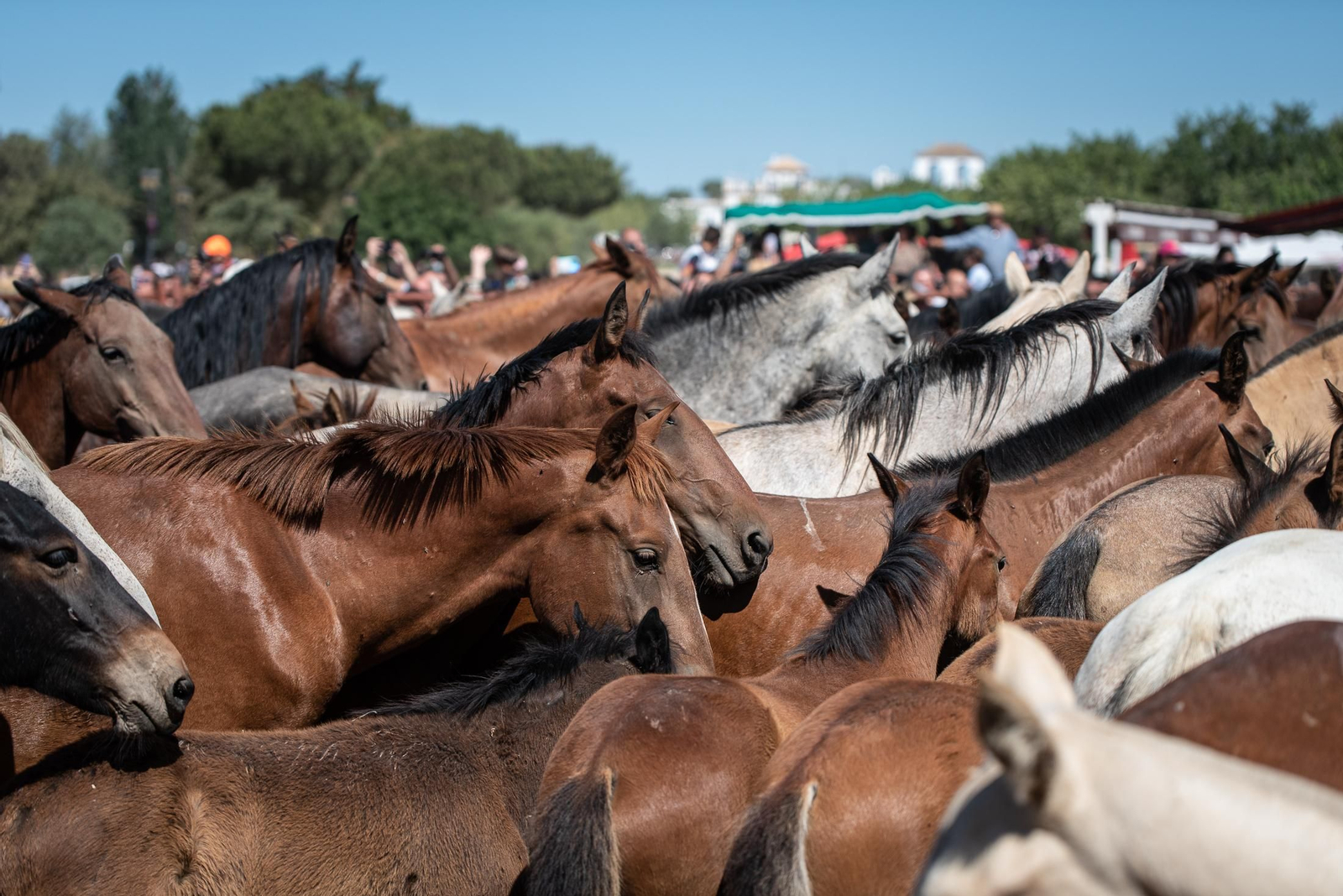 Imágenes de la Saca de las Yeguas a su paso por El Rocío
