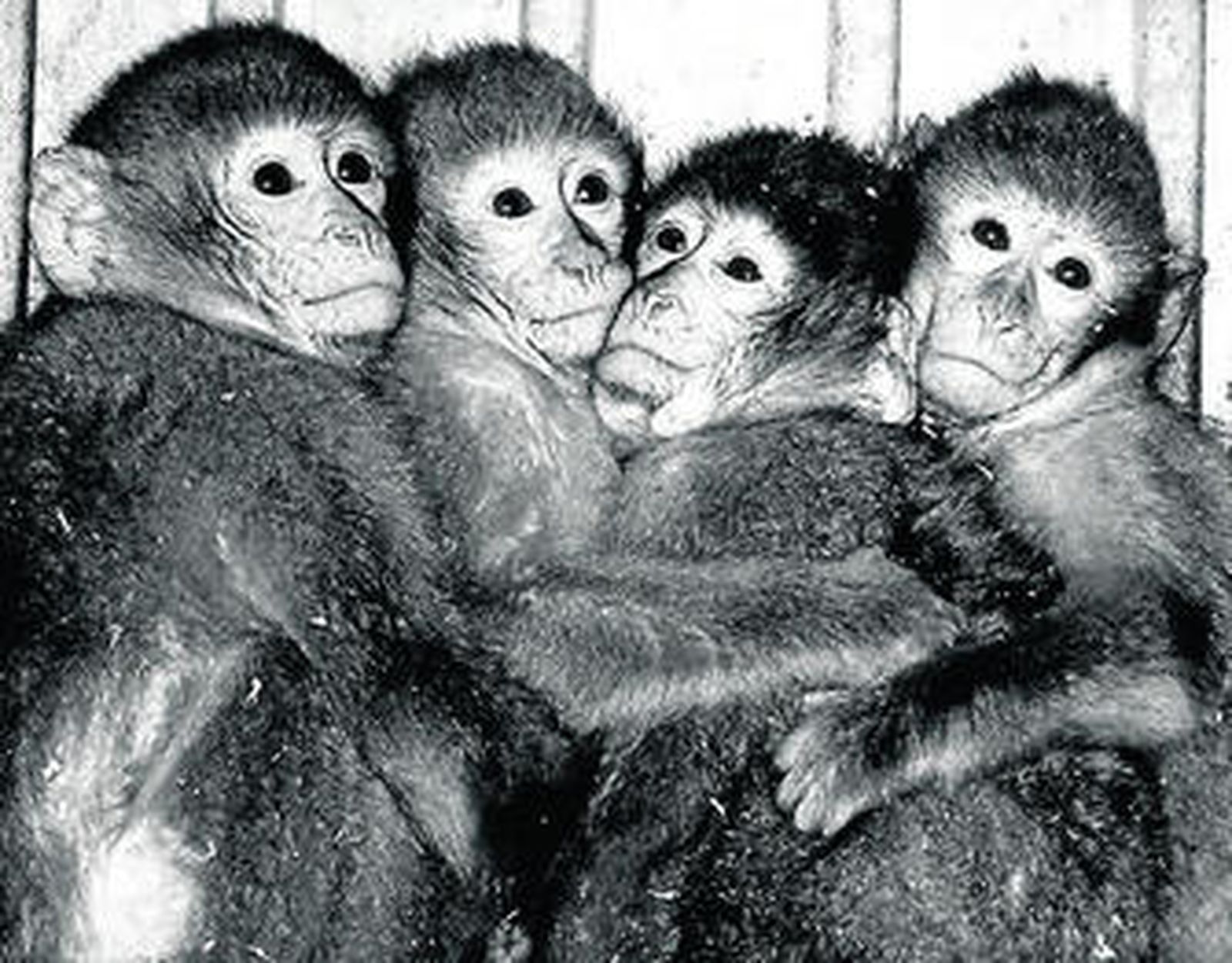 Cuatro de los diez monos de Gibraltar que estaban a la venta en la tienda de Chiclana.