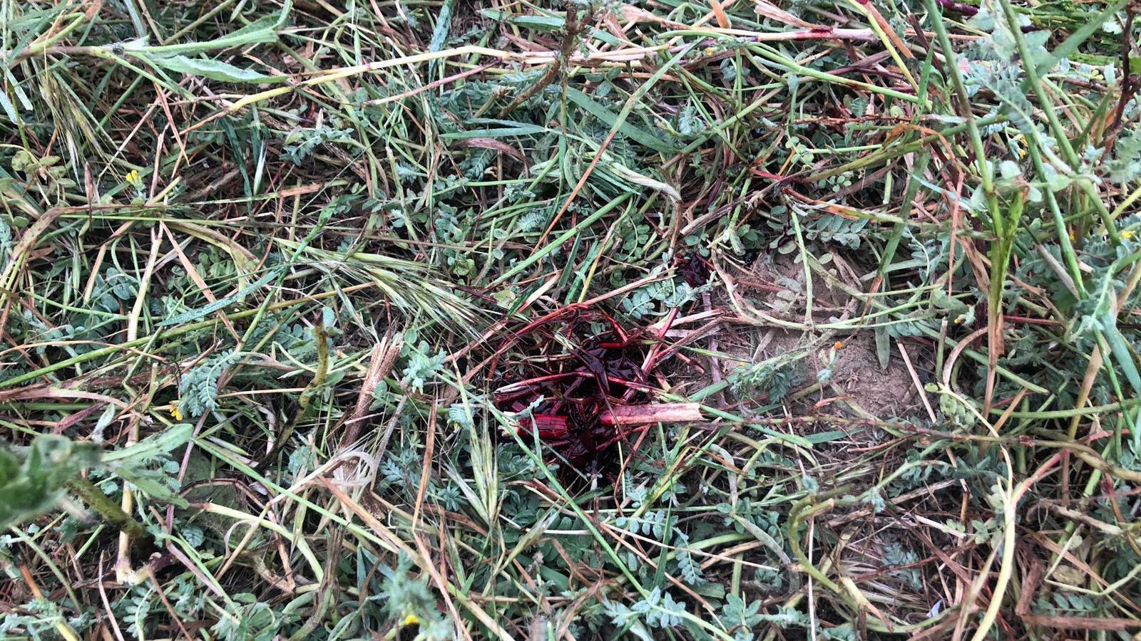 Restos de sangre en las inmediaciones del pozo.
