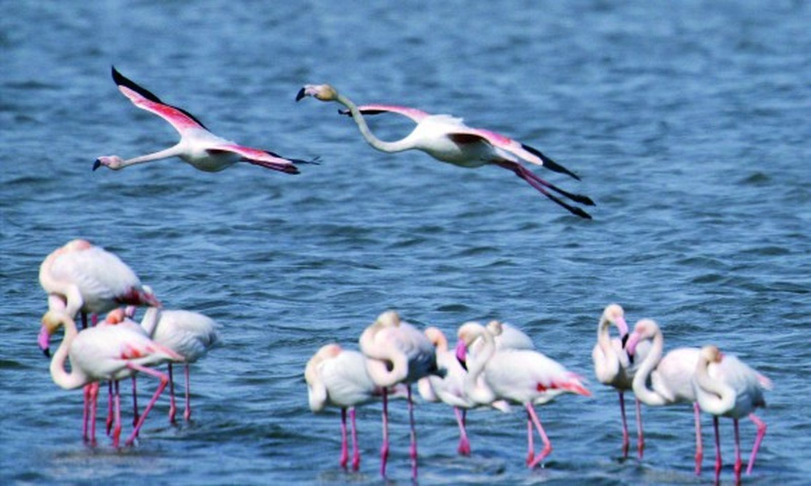 Los humedales de la provincia albergan 60.000 aves de 53 especies