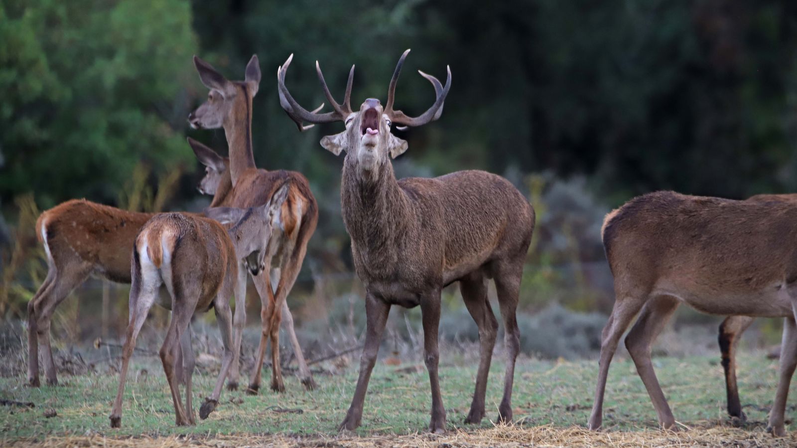 Fotos de la berrea en el Campo de Gibraltar