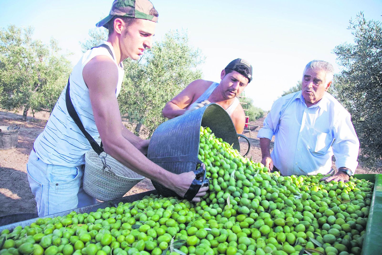 Recogida de aceitunas de verdeo en una finca