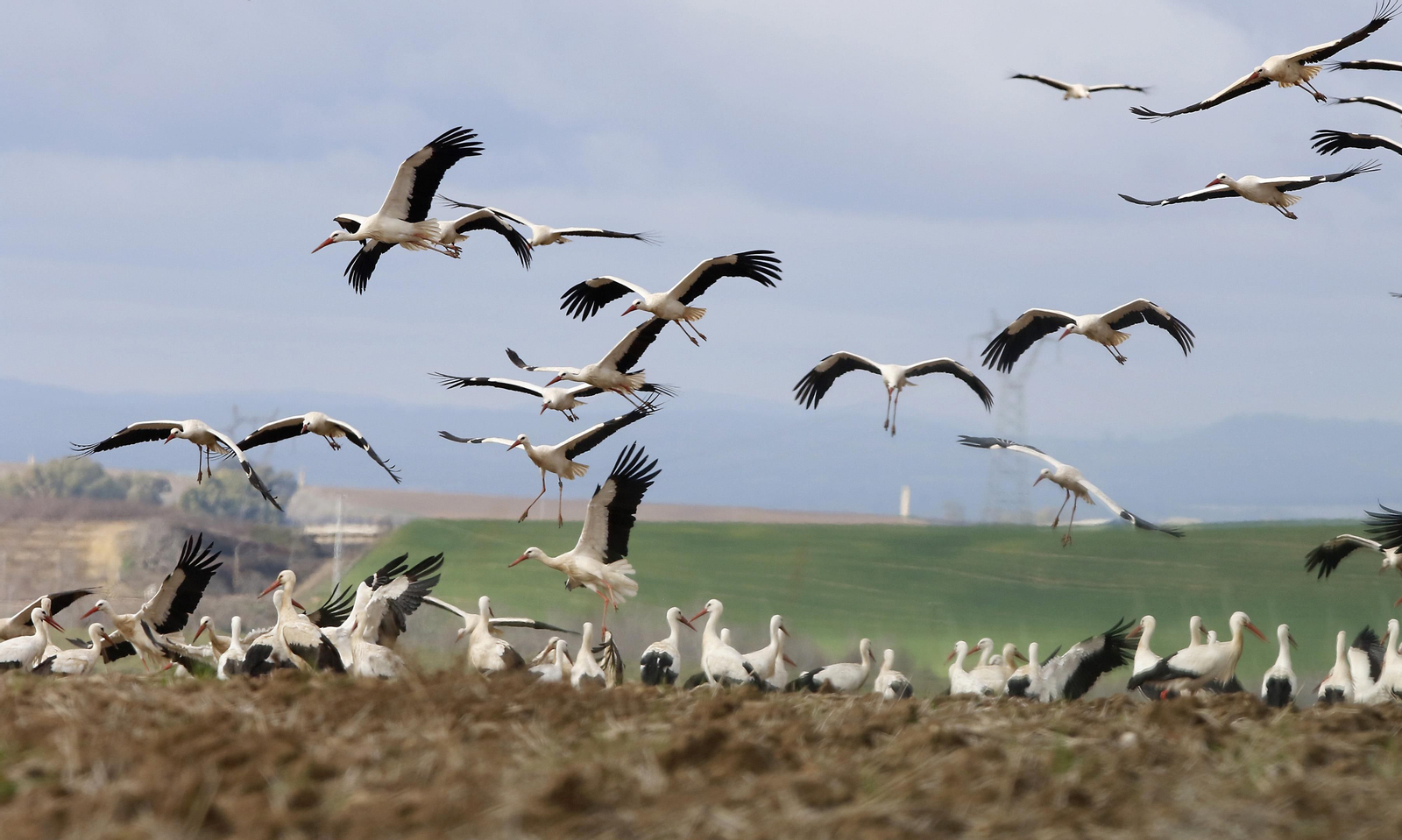 Córdoba, hogar de las cigüeñas también en invierno