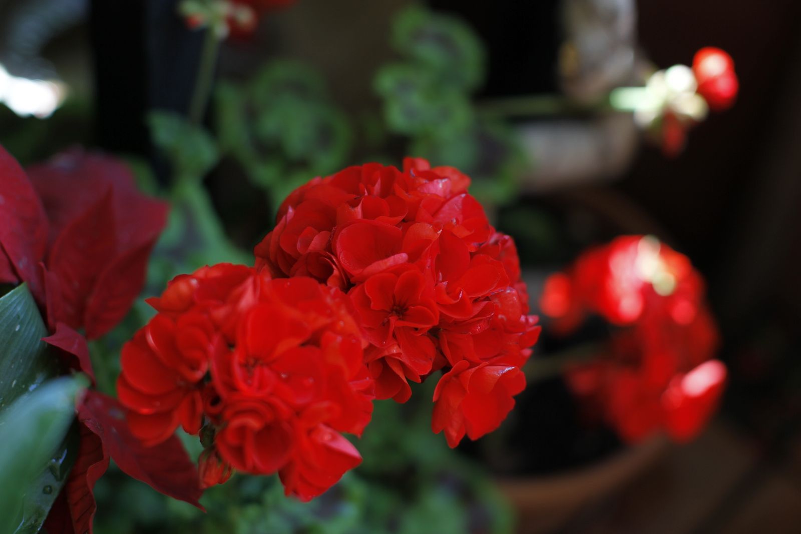 Fotogalería plantas para el Día de la Madre en Suministros Tripiana