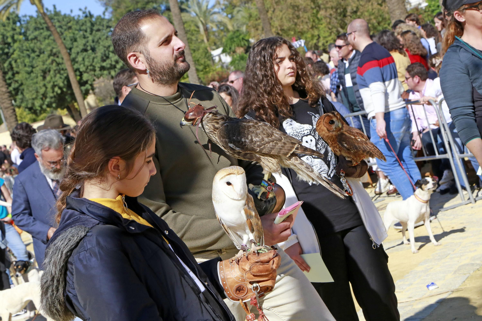 Imágenes de San Antón 2020 en Jerez
