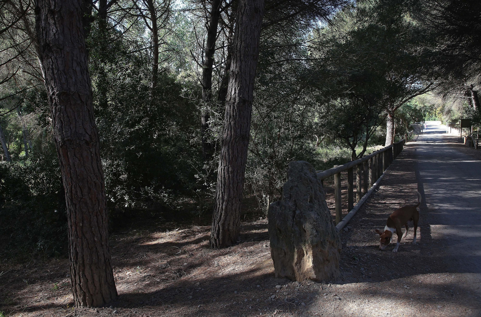 El Pinar del Rey de San Roque, en imágenes